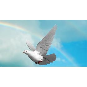White Dove model